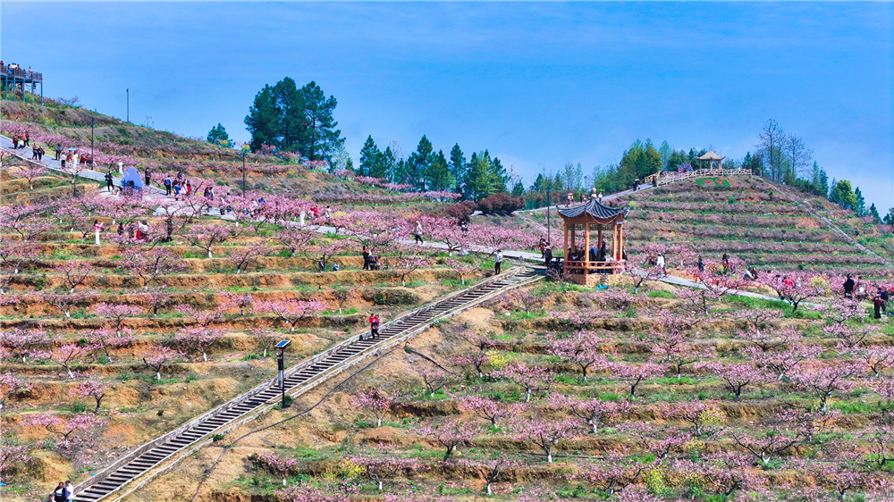 开云网站：从一片桃林到一方产业邵阳市北塔区绘就乡村振兴新图景(图2)