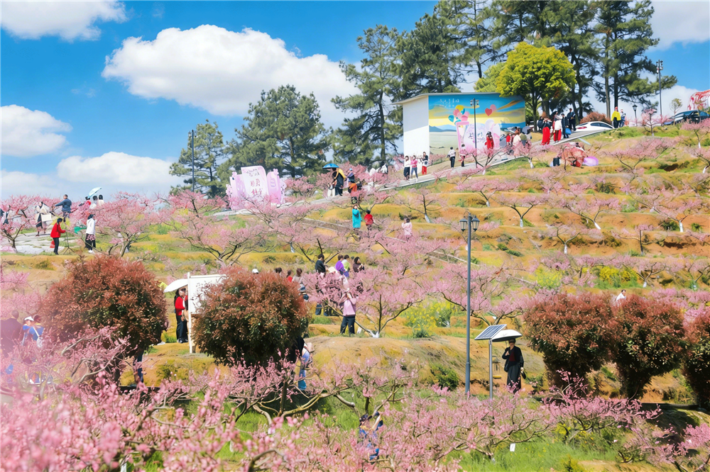 开云网站：从一片桃林到一方产业邵阳市北塔区绘就乡村振兴新图景(图1)